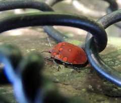 Pachycoris torridus