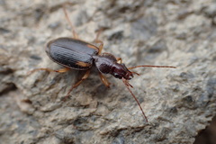Cymindis
