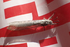 Acanthaclisini