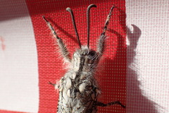 Acanthaclisini