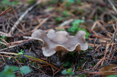 Clitocybe ditopa