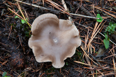 Clitocybe ditopa