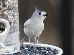 Baeolophus bicolor × atricristatus