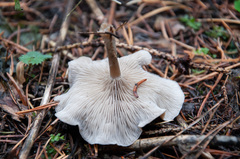 Clitocybe ditopa