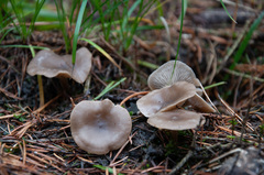 Clitocybe ditopa