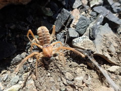 Galeodidae