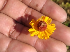 Helenium quadridentatum