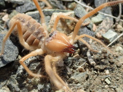 Galeodidae
