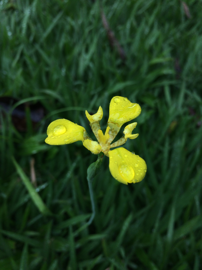 Trimezia caulosa