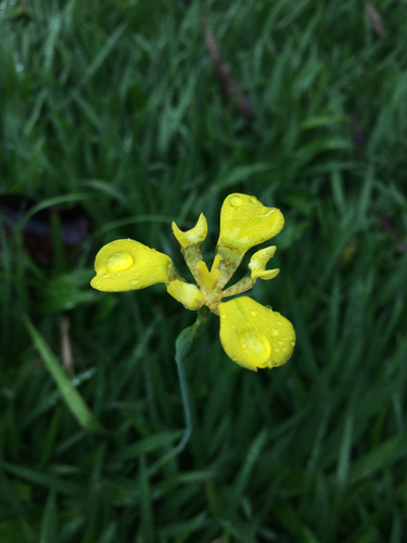 Neomarica caulosa
