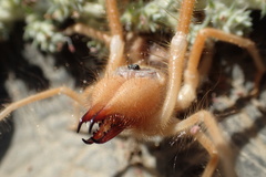 Galeodidae