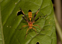 Macrojoppa