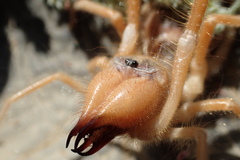 Galeodidae