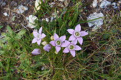 Gentianella aspera