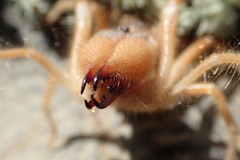 Galeodidae