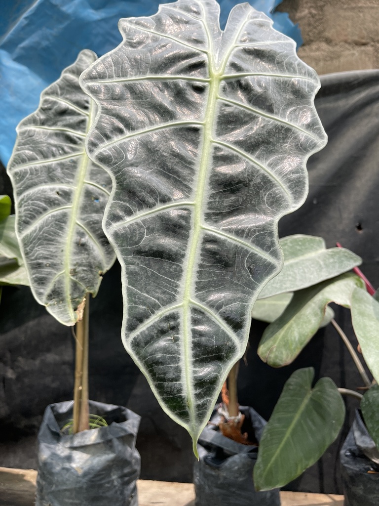 Alocasia Polly