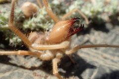 Galeodidae