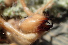 Galeodidae