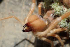 Galeodidae