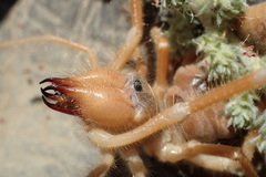 Galeodidae