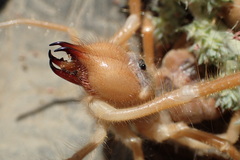 Galeodidae