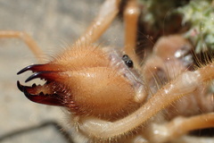 Galeodidae