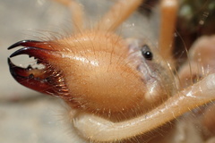 Galeodidae