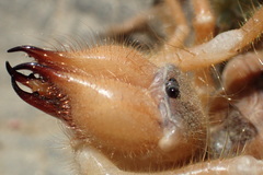Galeodidae