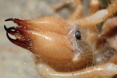 Galeodidae