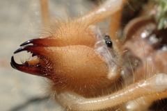 Galeodidae