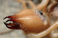 Galeodidae