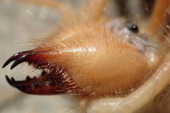 Galeodidae