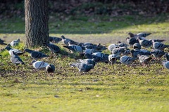 Columba livia domestica