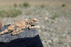 Phrynocephalus helioscopus