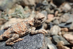 Phrynocephalus helioscopus