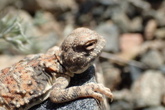 Phrynocephalus helioscopus