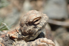 Phrynocephalus helioscopus