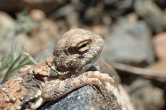 Phrynocephalus helioscopus