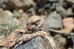 Phrynocephalus helioscopus