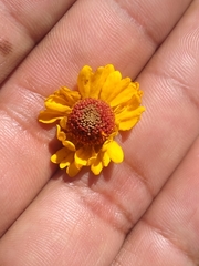Helenium quadridentatum