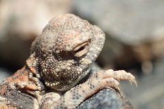 Phrynocephalus helioscopus