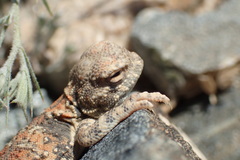 Phrynocephalus helioscopus