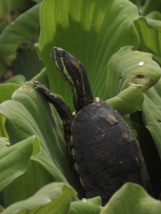 Trachemys venusta venusta