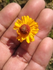 Helenium quadridentatum