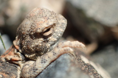 Phrynocephalus helioscopus