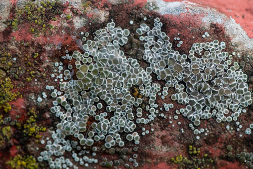 lekanora roztrúsená (Myriolecis dispersa)