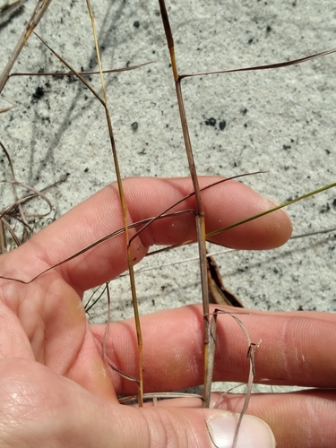 Image of Pinescrub Bluestem (Schizachyrium niveum) by (c) Scott Ward, some rights reserved (CC BY)