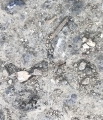 Cardiocondyla mauritanica