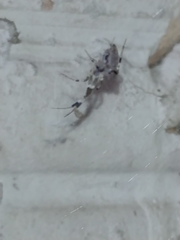 Zosis geniculata