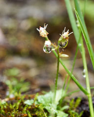 Micranthes stellaris